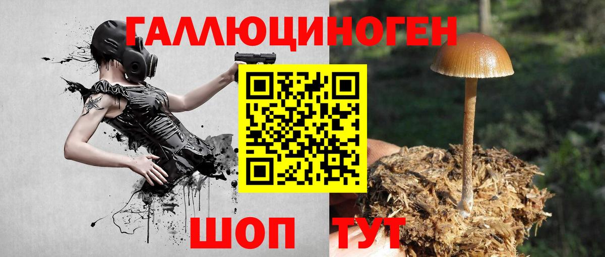 Псилоцибиновые грибы Psilocybine cubensis Чернушка
